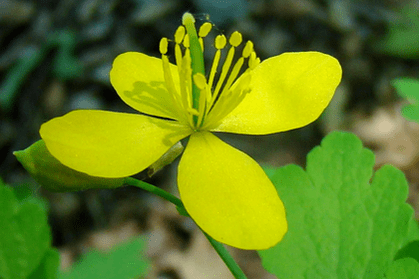 цвет биљке целандина за уклањање папилома